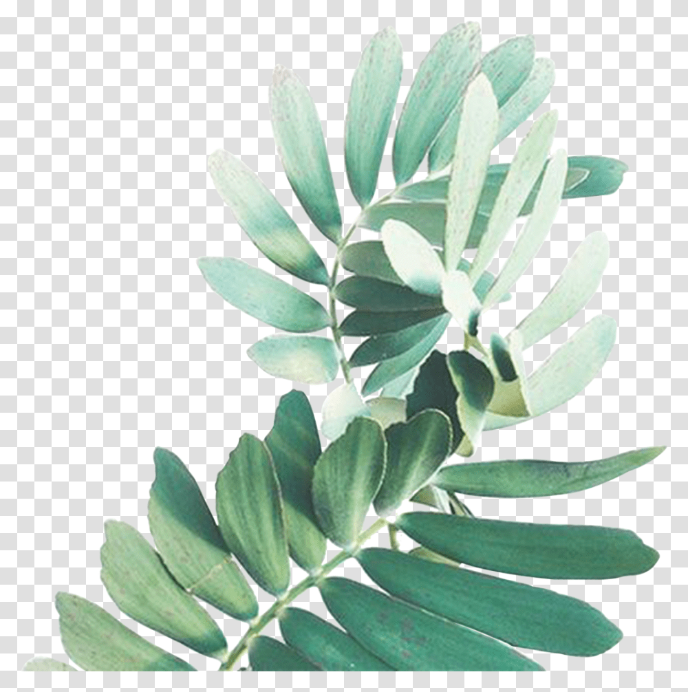 Spa Watercolor Green Leaves, Plant, Leaf, Flower, Blossom Transparent Png