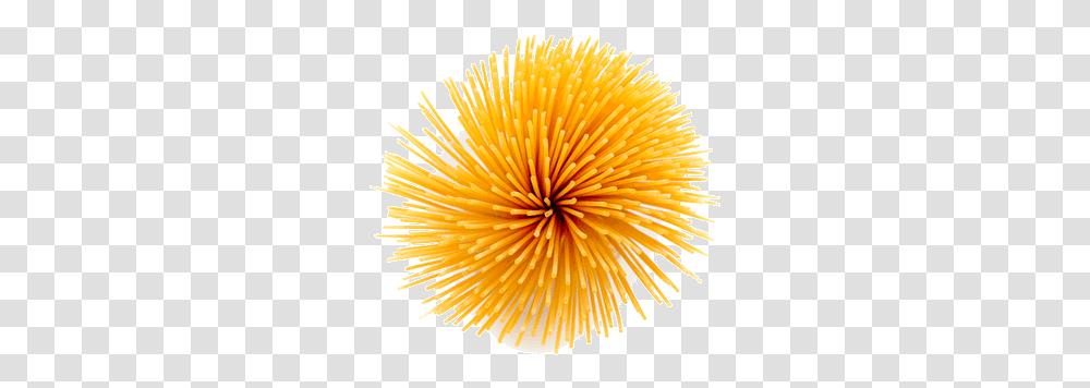 Spaghetti Lovely, Plant, Flower, Blossom, Sea Life Transparent Png
