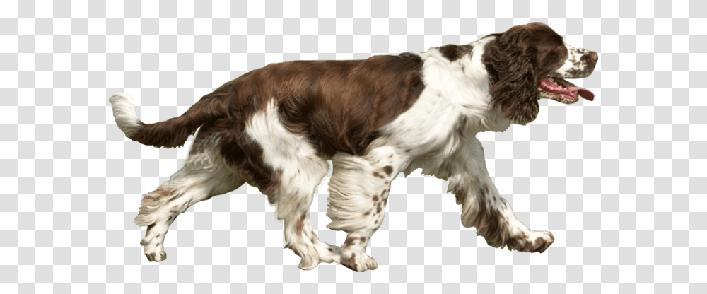 Spaniel Dog Running Free Images Dog Catches Something, Pet, Canine, Animal, Mammal Transparent Png
