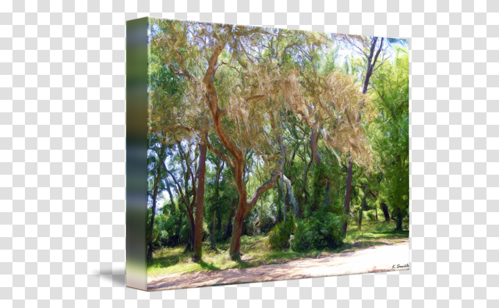 Spanish Moss Covered Tree Spanish Moss Covered Tree Oil Painting, Plant, Vegetation, Outdoors, Tree Trunk Transparent Png