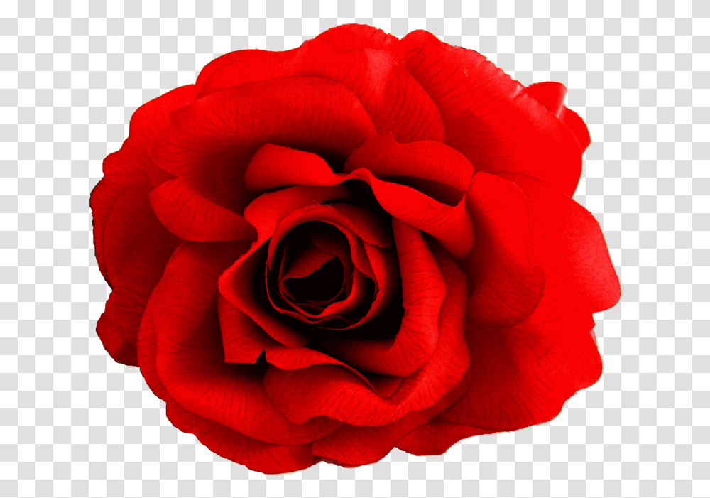 Spanish Red Flower, Rose, Plant, Blossom Transparent Png