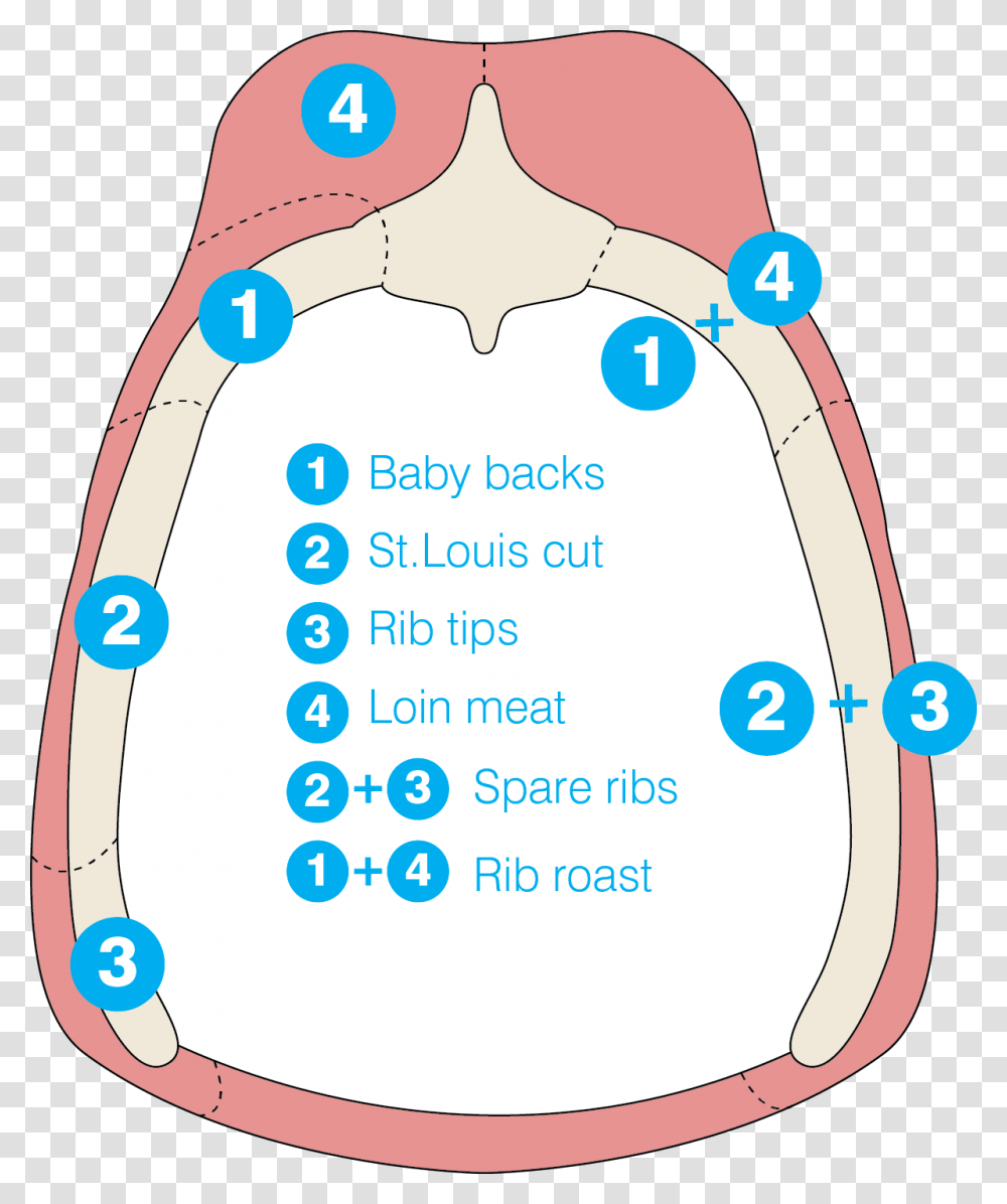 Spare Ribs Vs Baby Back Ribs A Diagram Pork Ribs Diagram, Label, Plot, Oval Transparent Png