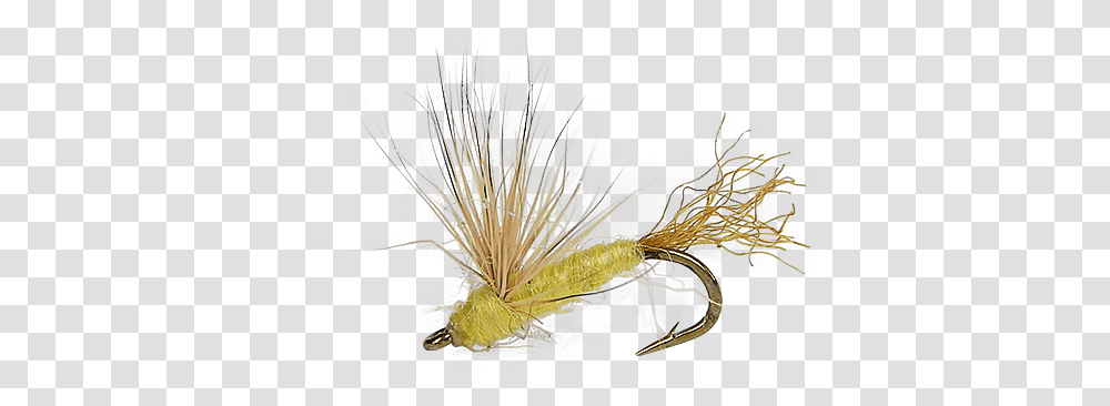 Sparkle Dun Sulpher Yellow Animal, Plant, Flower, Petal, Invertebrate Transparent Png