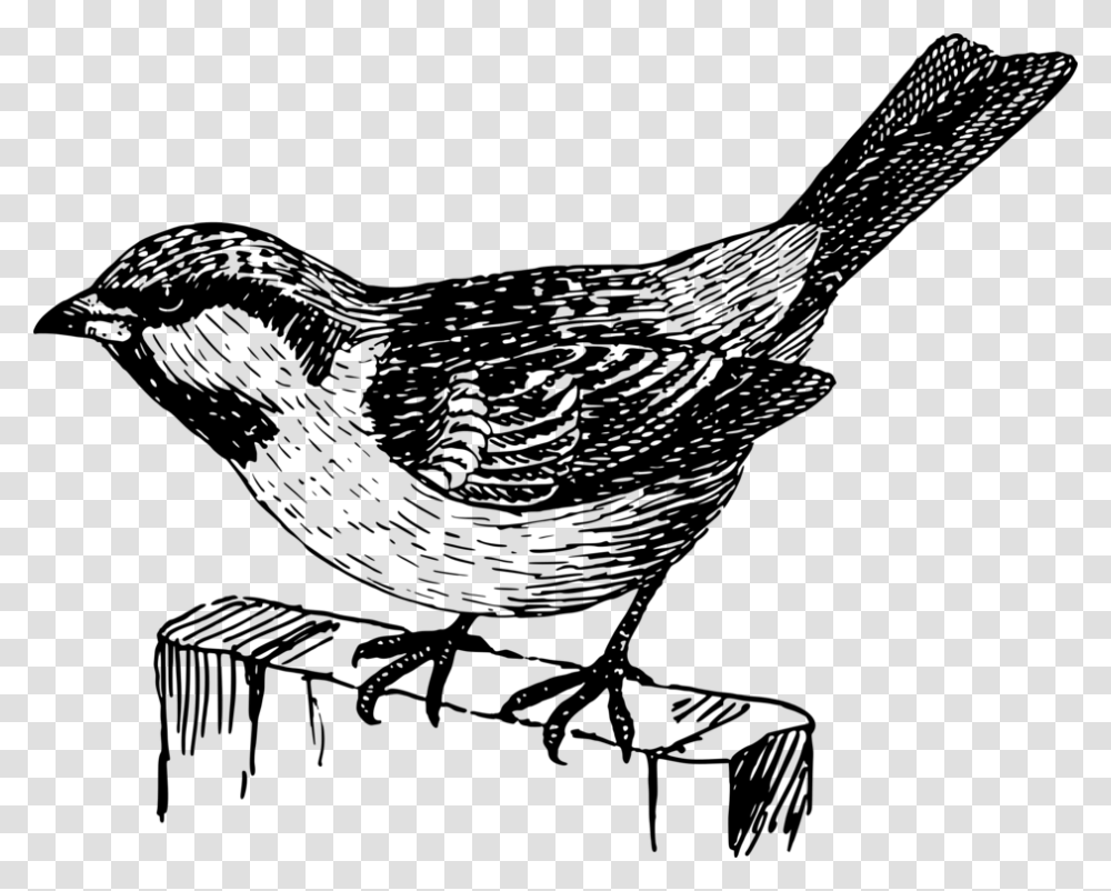 Sparow Sparrow Black And White, Gray, World Of Warcraft Transparent Png