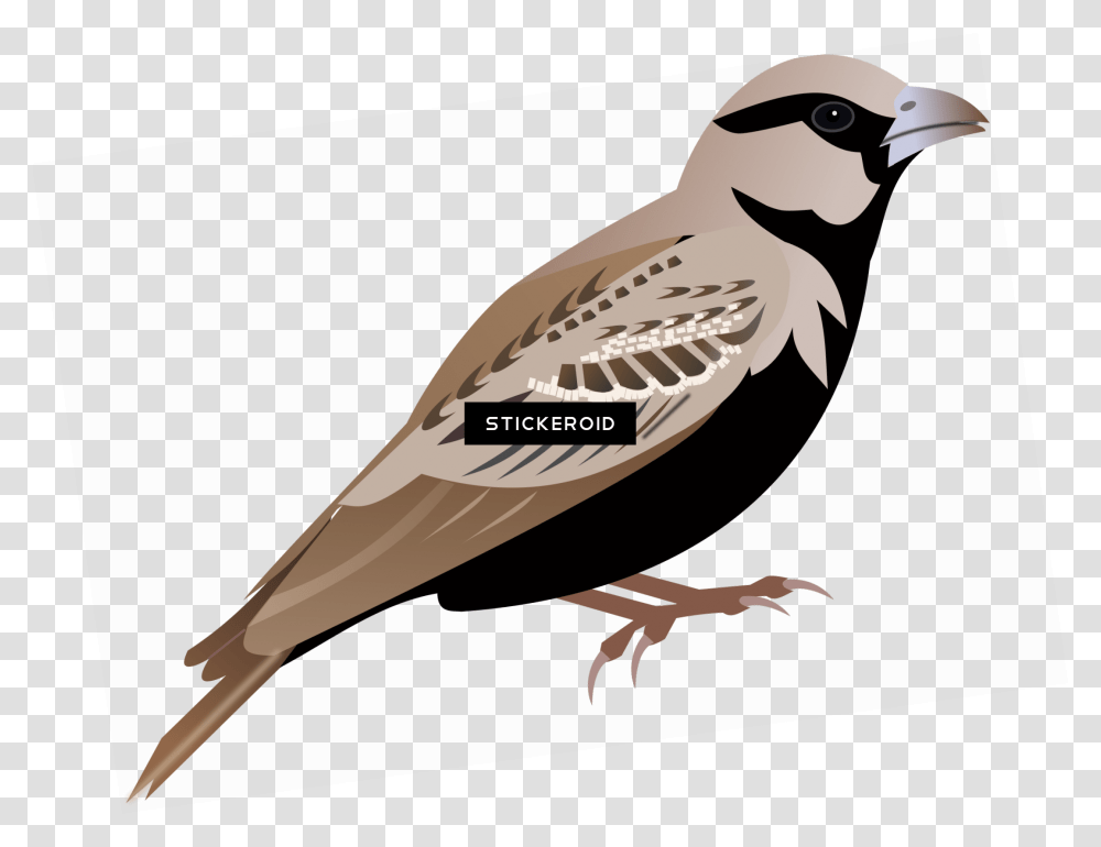 Sparrow, Animal, Finch, Bird, Vulture Transparent Png