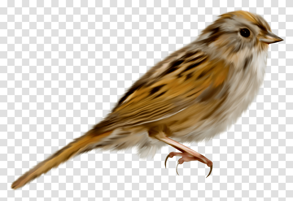Sparrow, Animals, Bird, Anthus, Beak Transparent Png