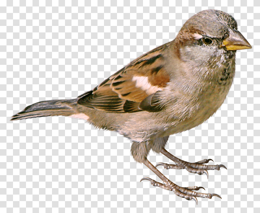 Sparrow, Animals, Bird, Anthus, Finch Transparent Png