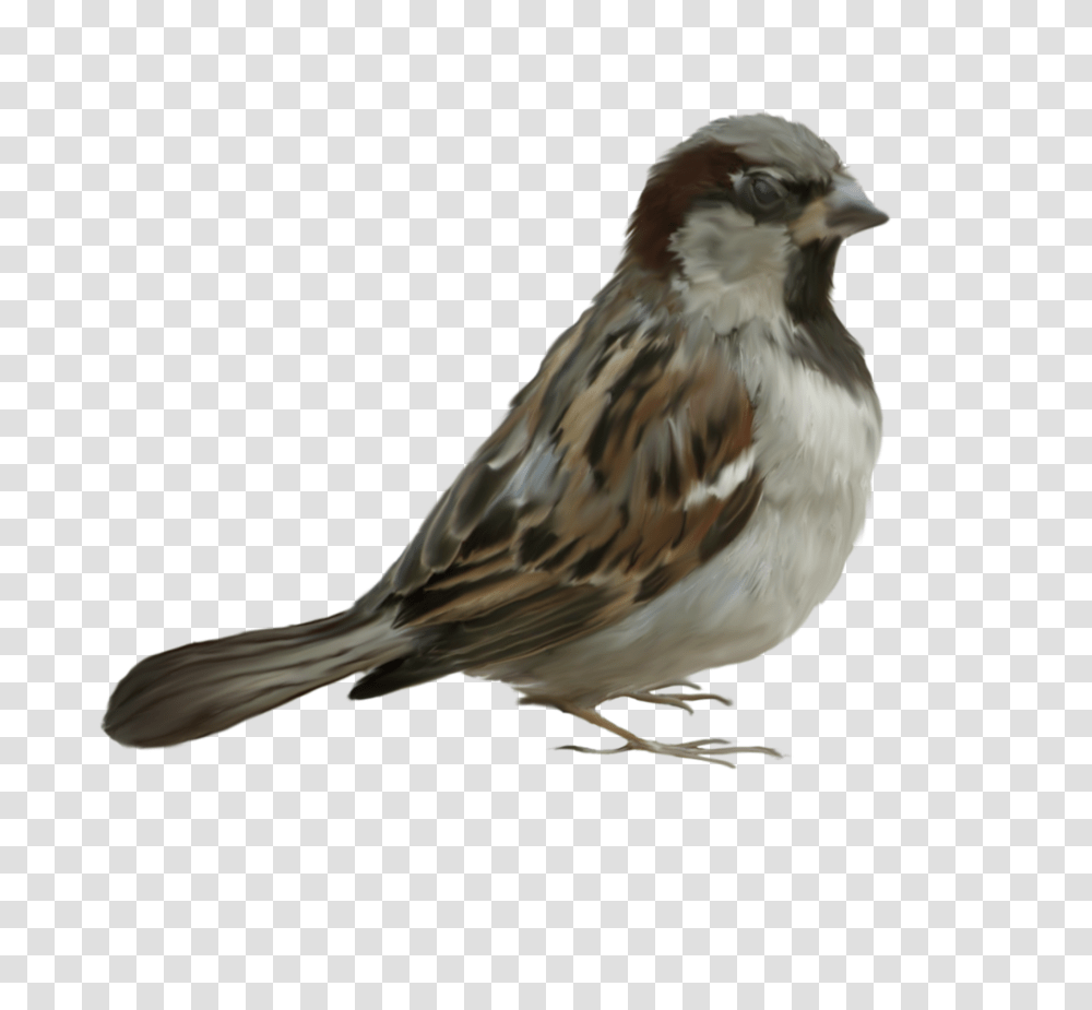 Sparrow, Animals, Bird, Anthus, Finch Transparent Png