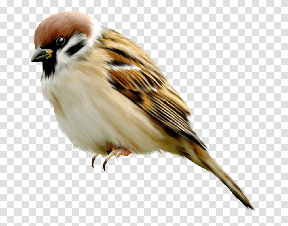 Sparrow, Animals, Bird, Finch, Anthus Transparent Png