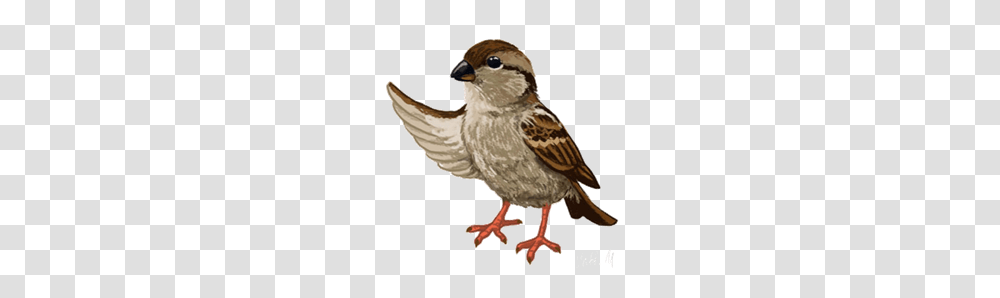 Sparrow, Animals, Bird, Finch, Anthus Transparent Png