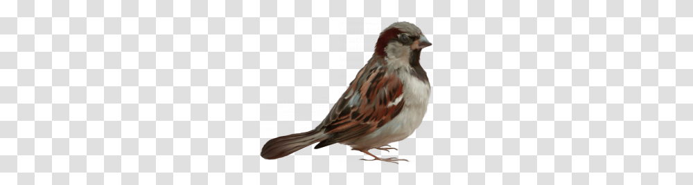 Sparrow, Animals, Bird, Finch, Beak Transparent Png