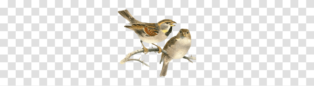 Sparrow, Animals, Bird, Finch, Canary Transparent Png