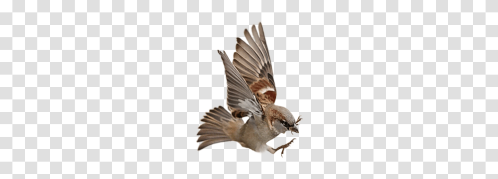 Sparrow, Animals, Bird, Finch, Hummingbird Transparent Png
