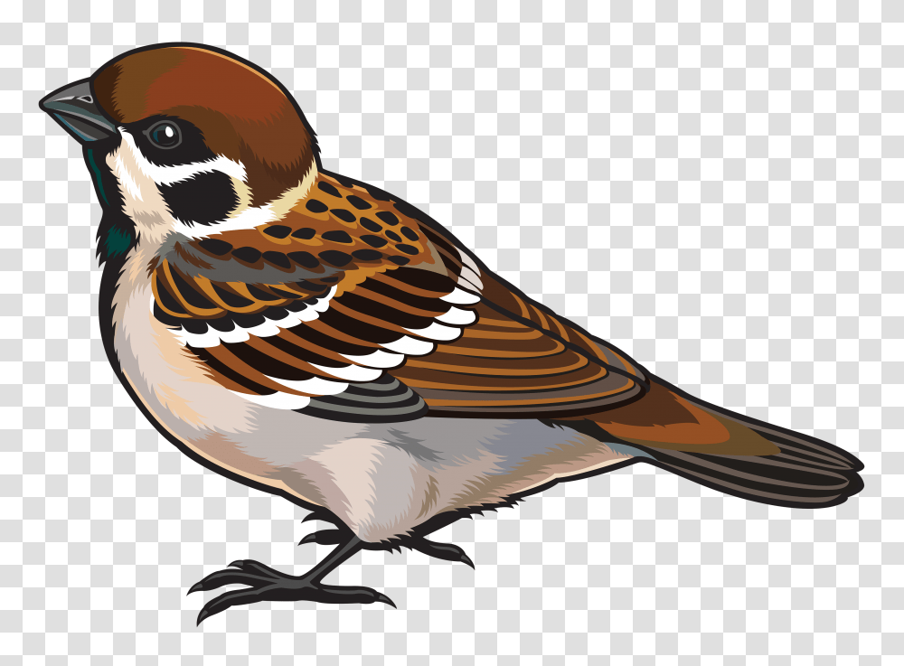 Sparrow, Animals, Bird, Finch, Jay Transparent Png