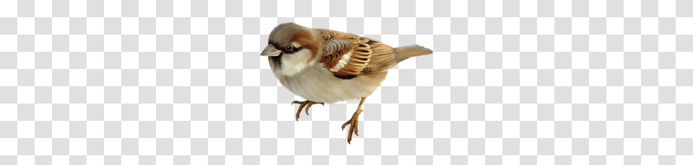 Sparrow, Animals, Bird, Finch Transparent Png