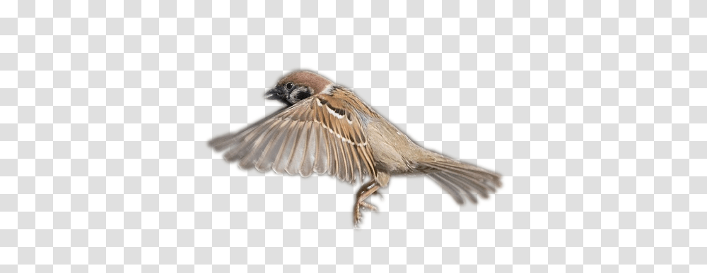 Sparrow, Animals, Bird, Finch Transparent Png