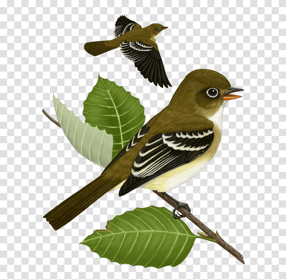Sparrow, Animals, Bird, Finch, Vegetation Transparent Png
