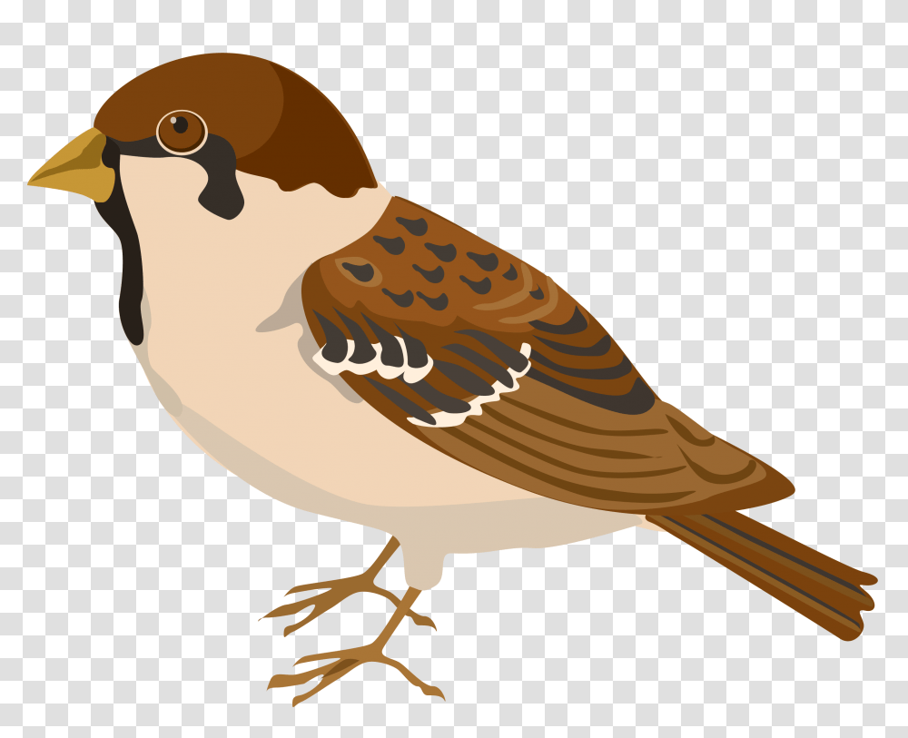 Sparrow, Animals, Bird, Jay, Blue Jay Transparent Png