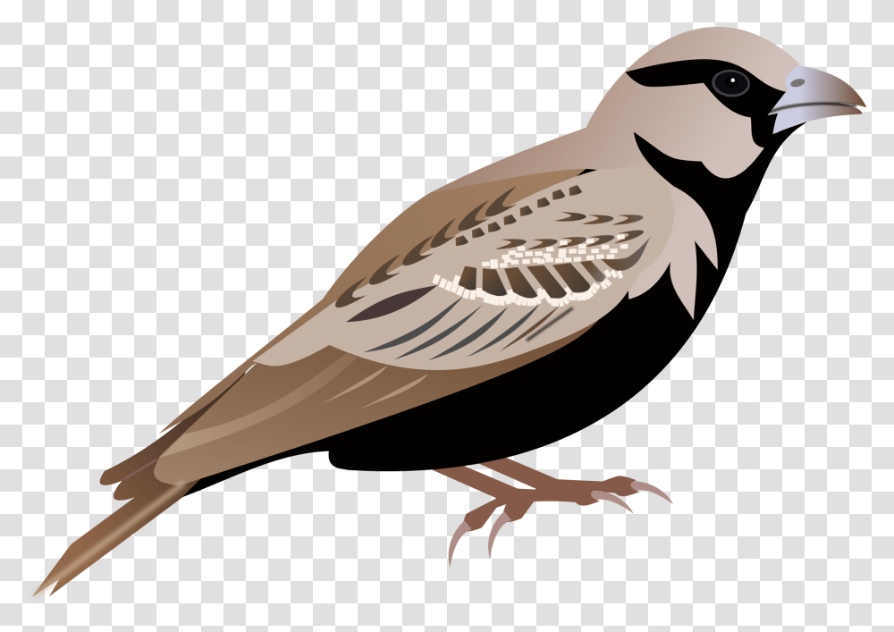 Sparrow, Animals, Bird, Vulture, Condor Transparent Png