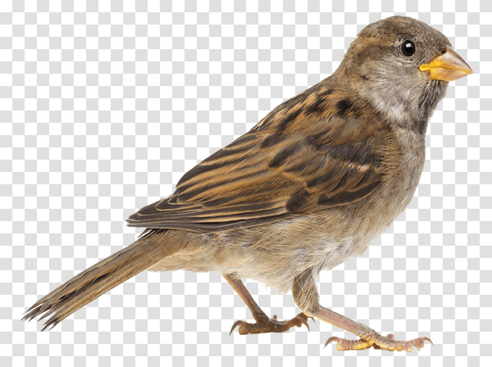 Sparrow Background Sparrow, Bird, Animal, Anthus, Finch Transparent Png