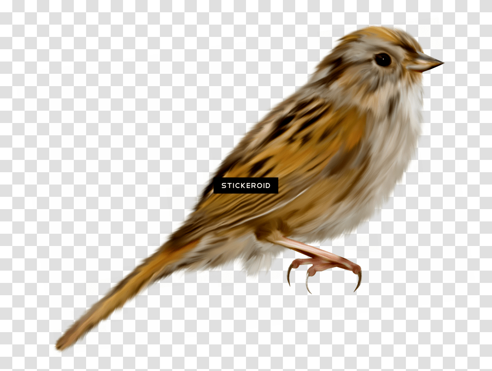 Sparrow, Bird, Animal, Anthus, Canary Transparent Png