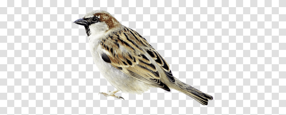 Sparrow, Bird, Animal, Anthus, Finch Transparent Png