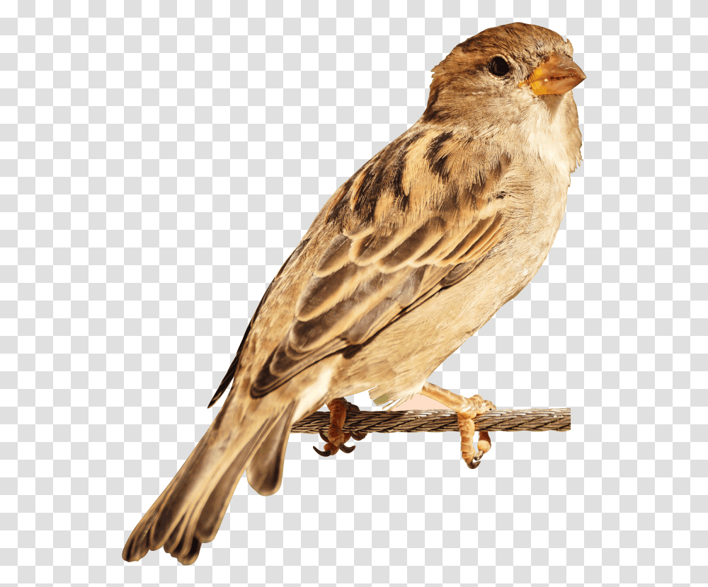 Sparrow Bird Bird Image Hd, Animal, Anthus, Finch, Beak Transparent Png