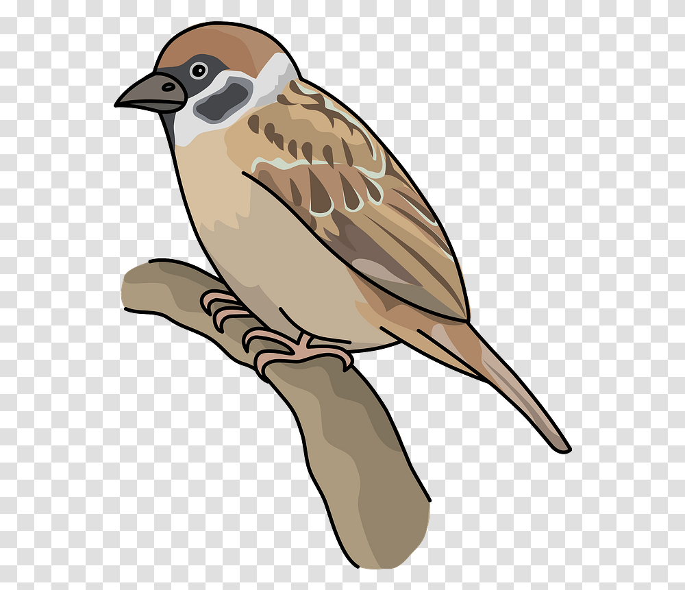 Sparrow Bird Clipart Free Download Creazilla Sparrow Clipart, Animal, Finch, Anthus, Swallow Transparent Png