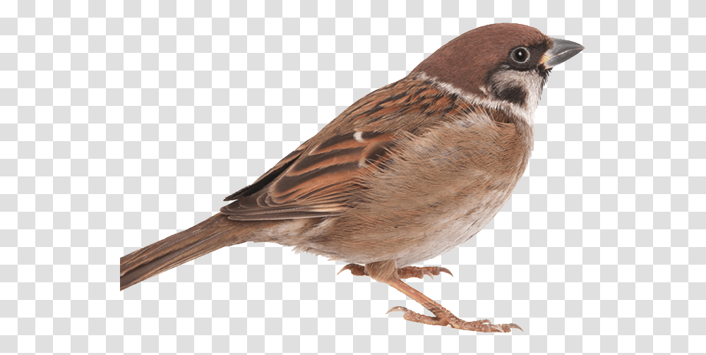 Sparrow Bird In, Animal, Finch, Anthus, Beak Transparent Png