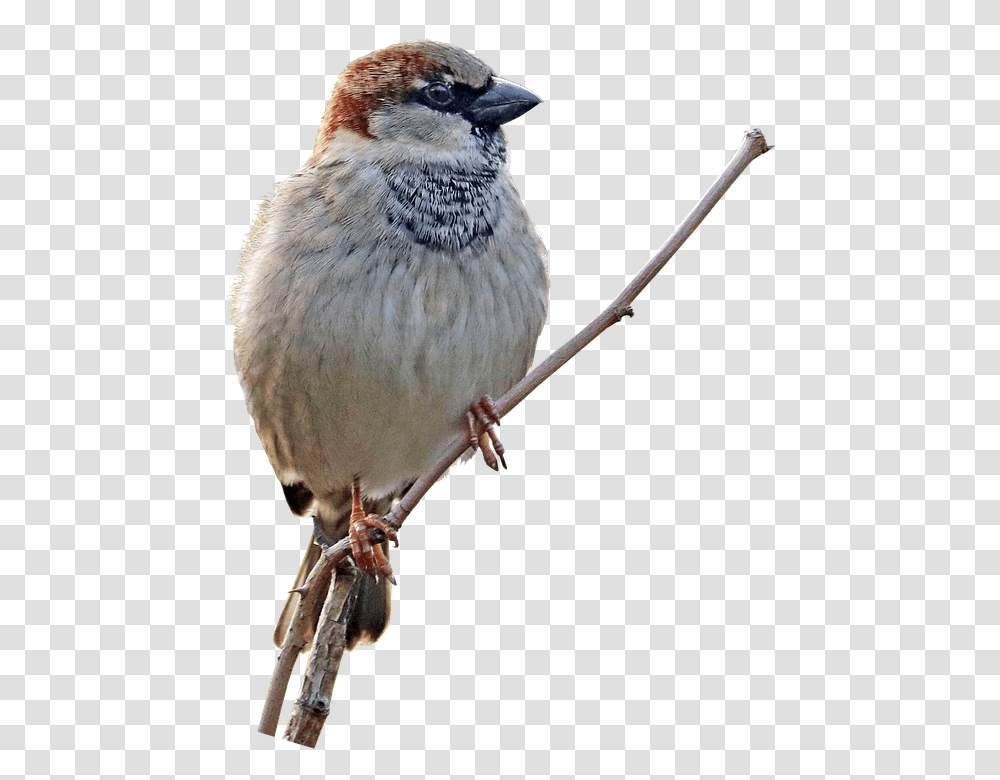Sparrow Bird Perched Free Photo On Pixabay House Sparrow, Animal, Finch, Anthus, Jay Transparent Png