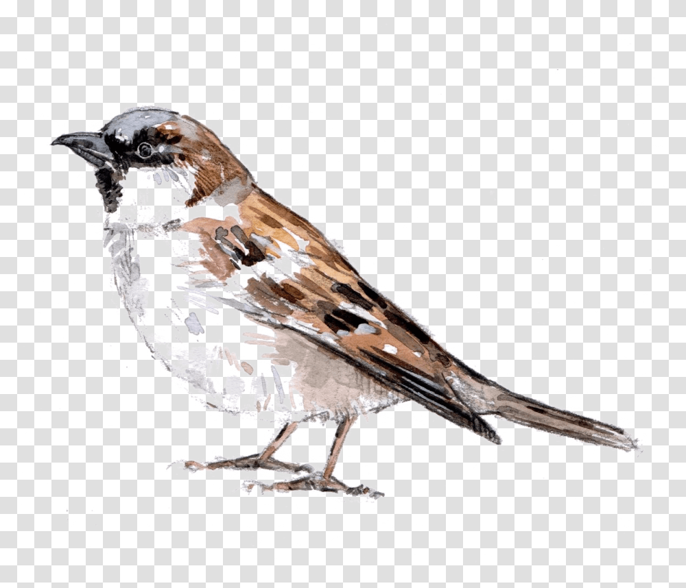Sparrow Download Image Gorrin, Bird, Animal, Anthus, Finch Transparent Png