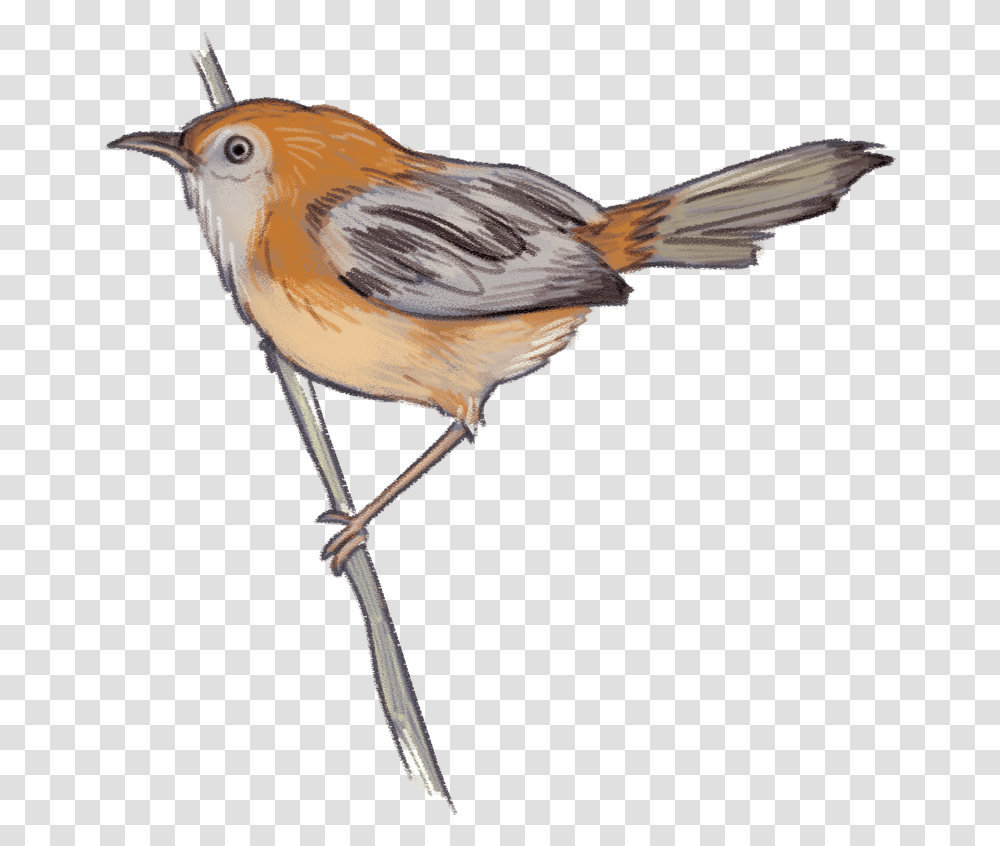 Sparrow European Robin, Bird, Animal, Finch, Jay Transparent Png