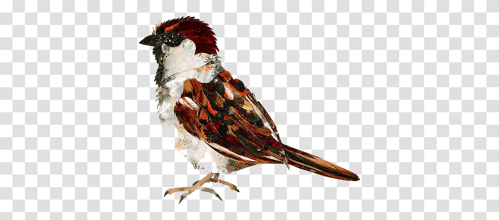 Sparrow Free Download, Animal, Bird, Finch, Painting Transparent Png