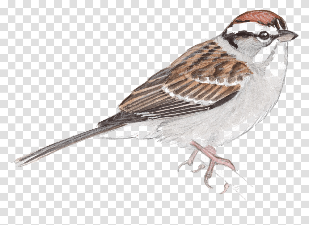 Sparrow Free Image Download John Muir Laws Artist, Bird, Animal, Finch, Anthus Transparent Png