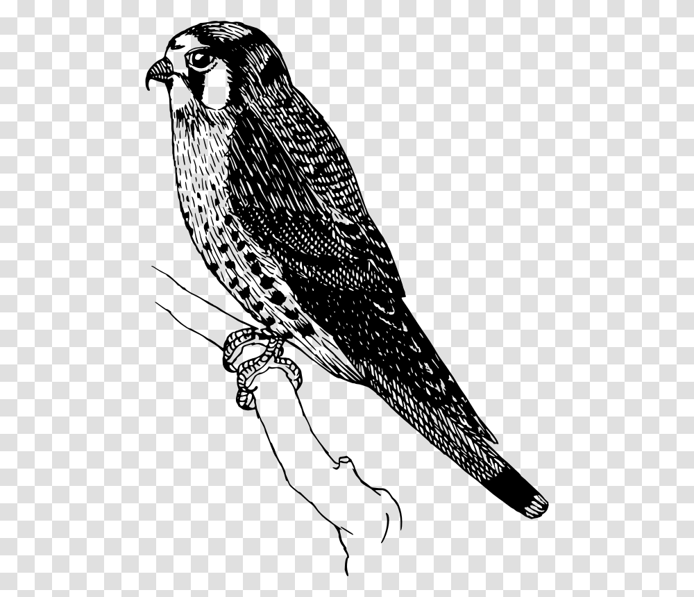 Sparrow Hawk Sparrowhawk Clipart, Gray, World Of Warcraft Transparent Png