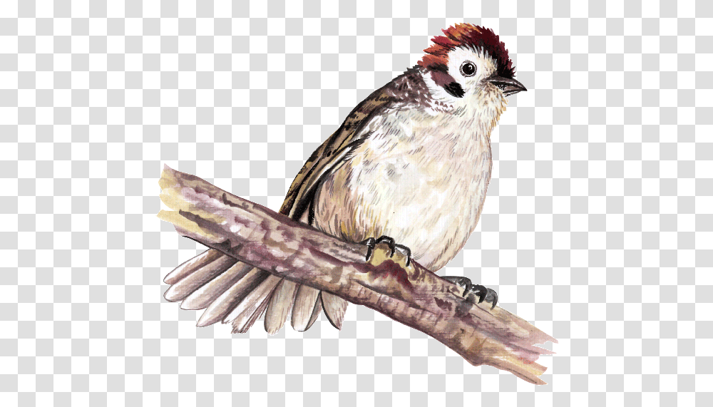 Sparrow House Sparrow, Bird, Animal, Finch, Beak Transparent Png