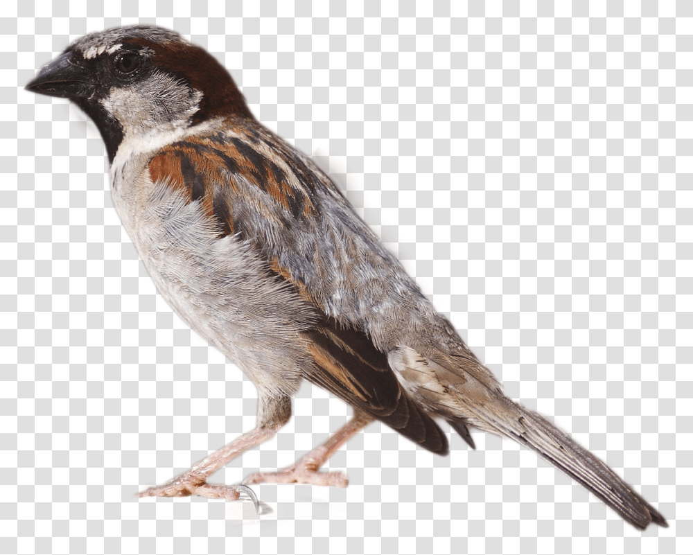 Sparrow Image House Sparrow, Bird, Animal, Finch, Beak Transparent Png
