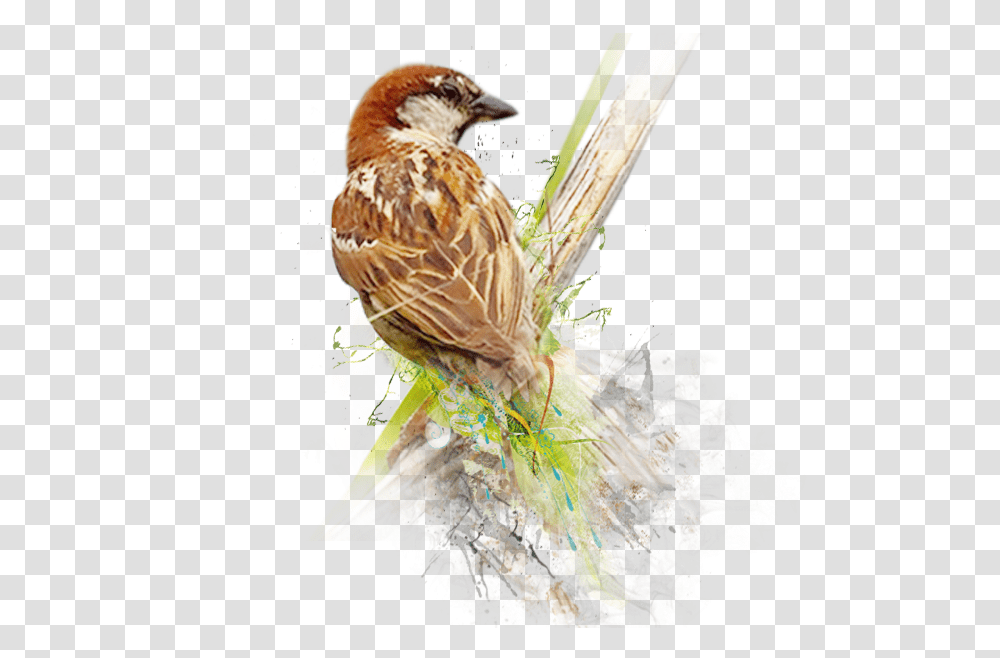 Sparrow Image World Sparrow Day 2019, Bird, Animal, Anthus, Finch Transparent Png