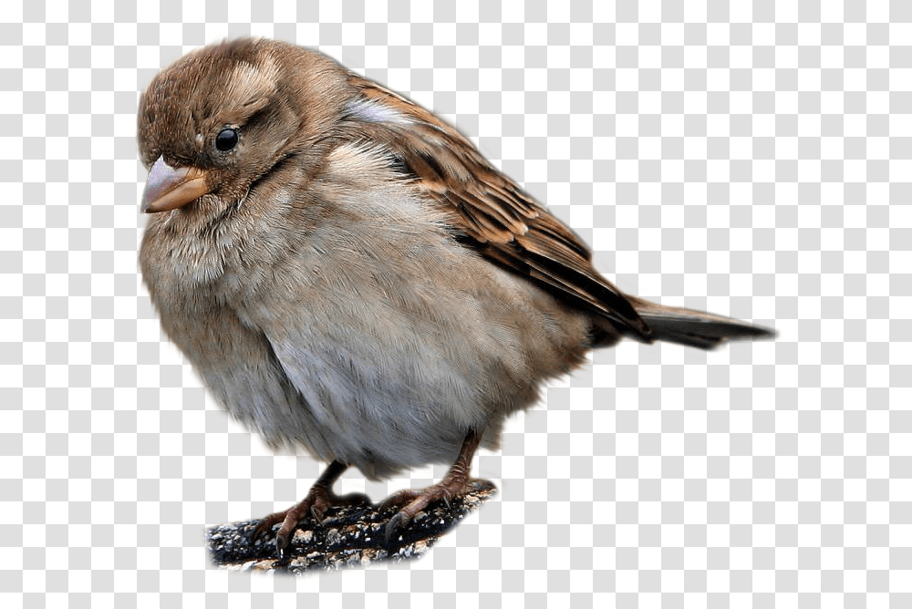 Sparrow Images 25 Wild Birds Flashcards, Animal, Anthus, Finch Transparent Png