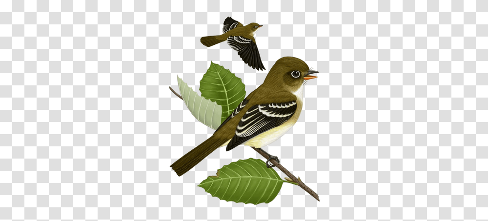 Sparrow Images 4, Bird, Animal, Finch, Vegetation Transparent Png