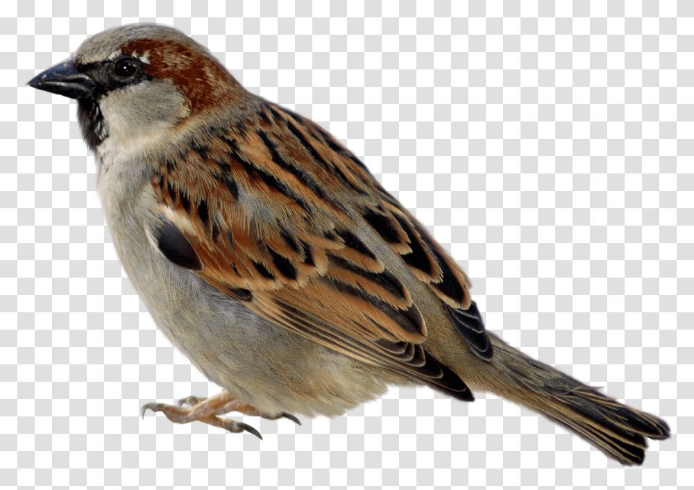Sparrow Images Free Download Sparrow, Bird, Animal, Anthus, Finch Transparent Png