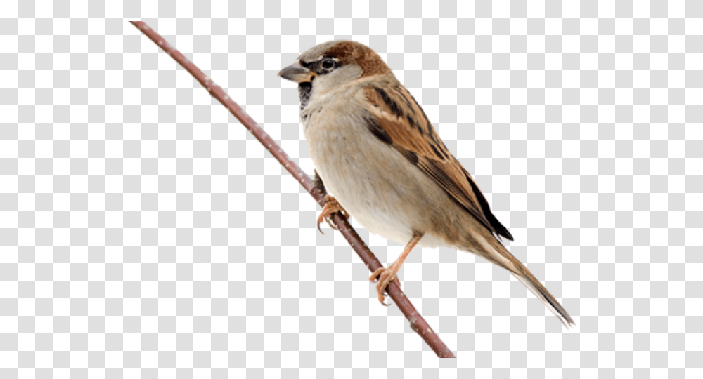 Sparrow Images Maya Bird Clip Art, Animal, Anthus, Finch Transparent Png