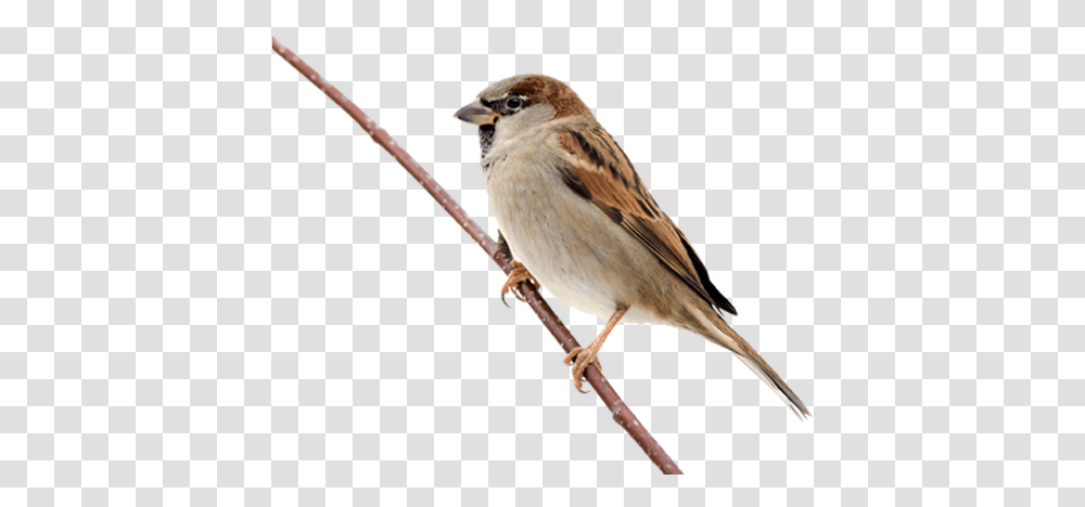Sparrow Images Sparrow, Bird, Animal, Anthus, Finch Transparent Png