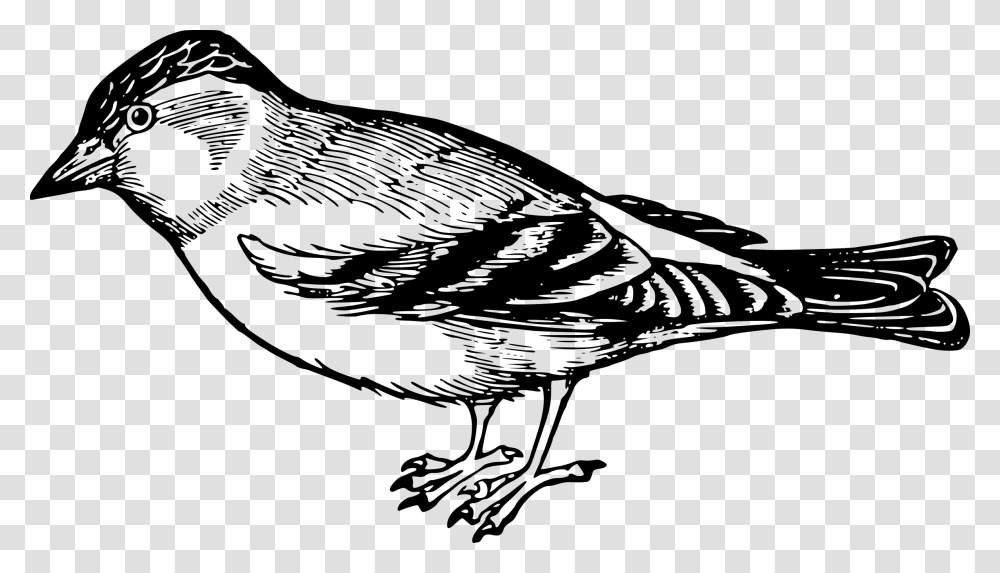 Sparrow Sparrow Black And White, Gray, World Of Warcraft Transparent Png