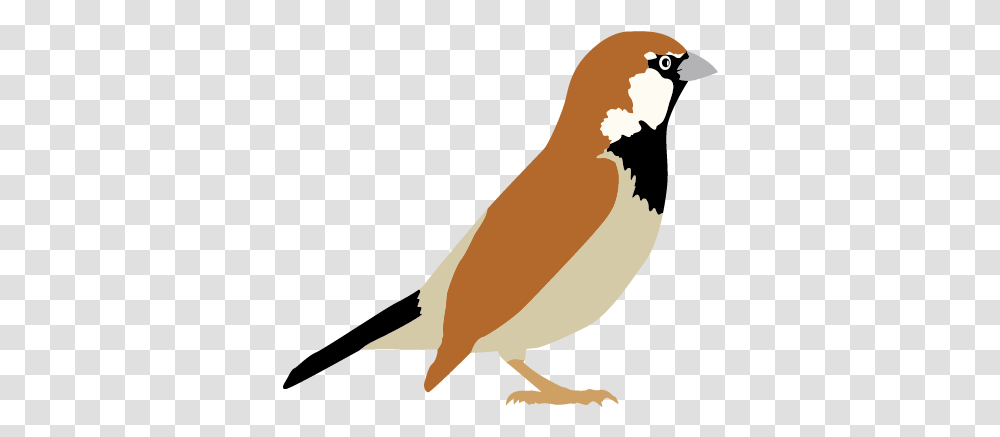 Sparrow Sparrow Clipart, Finch, Bird, Animal, Quail Transparent Png
