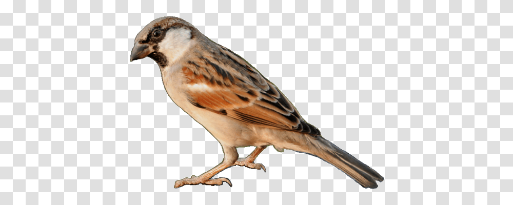 Sparrow Sparrow Images, Bird, Animal, Anthus, Finch Transparent Png