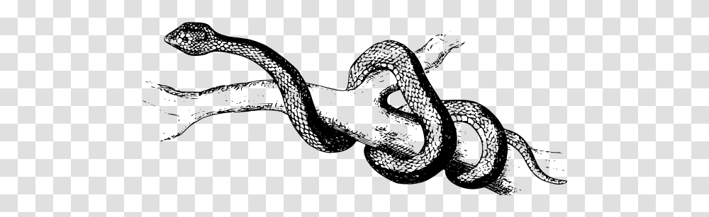 Spearhead Snake Coiles Snakes, Gray, World Of Warcraft Transparent Png