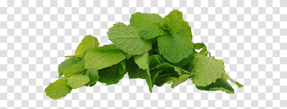 Spearmint Mint Hub Mentha Spearmint, Potted Plant, Vase, Jar, Pottery Transparent Png