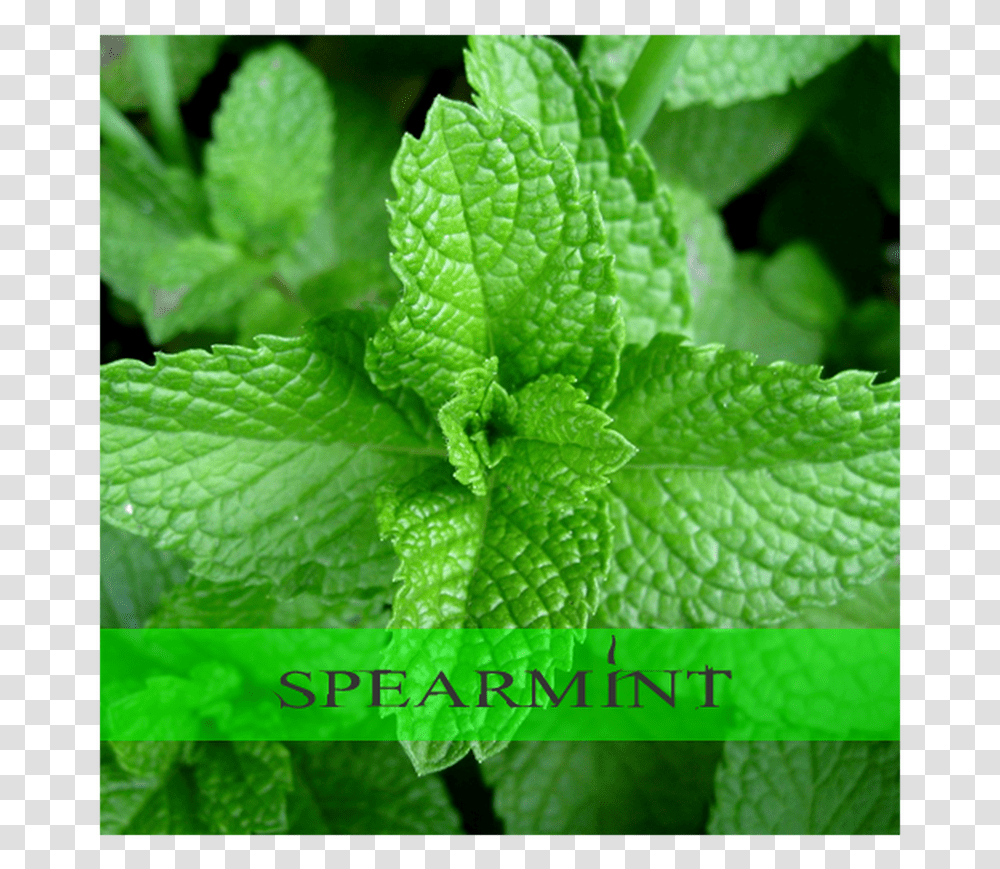 Spearmint Pudina Images Hd, Potted Plant, Vase, Jar, Pottery Transparent Png