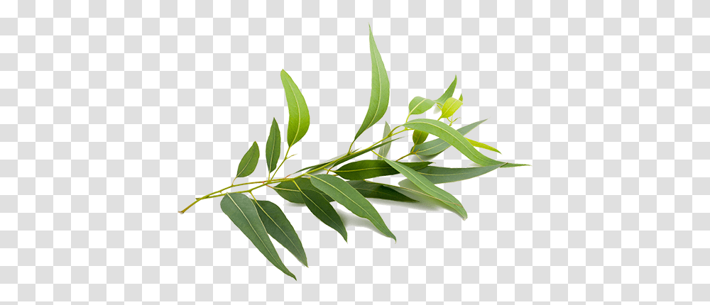 Special Care Tissues, Leaf, Plant, Green, Vase Transparent Png
